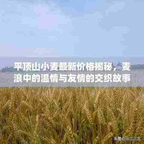 平顶山小麦最新价格揭秘，麦浪中的温情与友情的交织故事