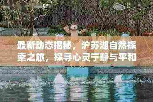 最新动态揭秘,沪苏湖自然探索之旅,探寻心灵宁静与平和的十一月新篇章