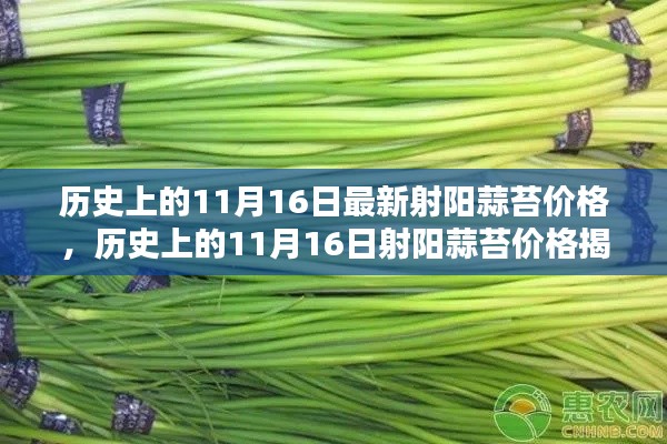 历史上的11月16日射阳蒜苔价格揭秘,最新价格回顾与探寻背后的故事