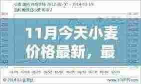 11月小麦价格走势分析,最新消息与预测