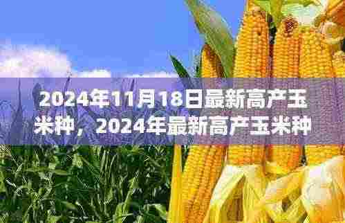 最新高产玉米种探析,种植前景、挑战与策略(2024年最新报告)