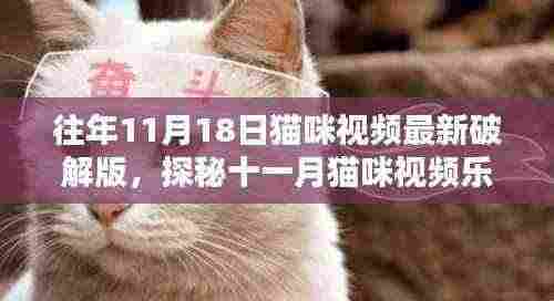 探秘十一月猫咪视频乐园，最新破解版与小巷深处的独特风情
