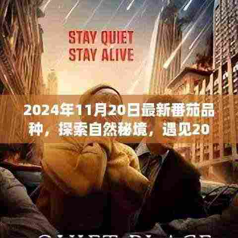 2024年11月20日最新番茄品种，探索自然秘境，遇见2024年最新番茄品种，开启心灵之旅