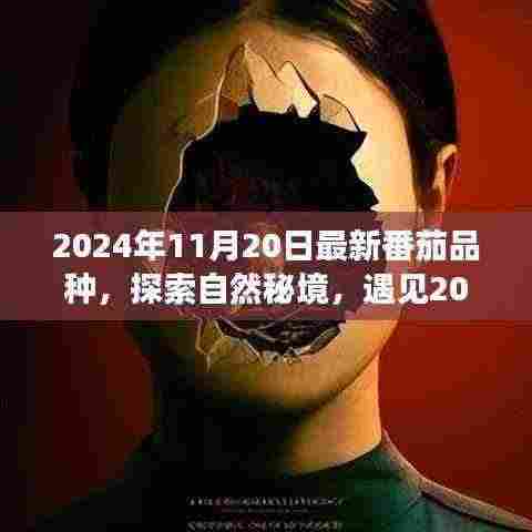 2024年11月20日最新番茄品种,探索自然秘境,遇见2024年最新番茄品种,开启心灵之旅