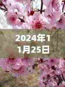 时光轻舞桃花梦,最新桃花视频的时代印记(2024年11月25日)