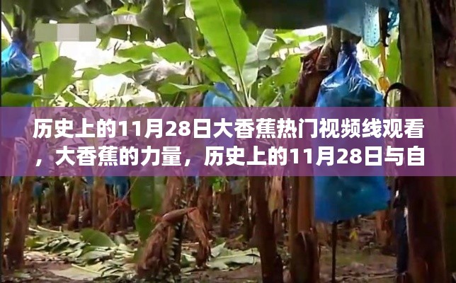 历史上的11月28日与自我成长的启示录,大香蕉视频启示录的观看力量