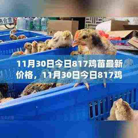 多方观点碰撞与个人立场阐述，最新817鸡苗价格分析