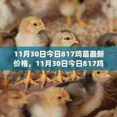 多方观点碰撞与个人立场阐述,最新817鸡苗价格分析
