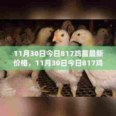 多方观点碰撞与个人立场阐述,最新817鸡苗价格分析