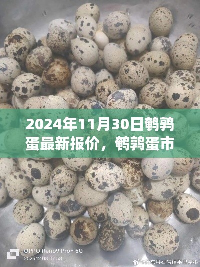 鹌鹑蛋市场风云再起,最新报价解析(2024年11月30日)