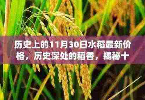 揭秘水稻价格变迁脉络,历史深处的稻香与最新价格回顾(十一月三十日特辑)