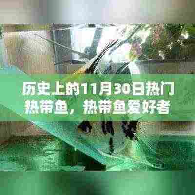 历史上的11月30日热带鱼品种深度解析,热带鱼爱好者的进阶指南与养护技能探索