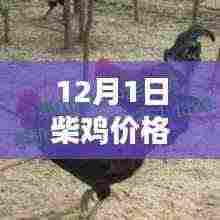 柴鸡市场风云再起,最新行情分析与价格走势预测