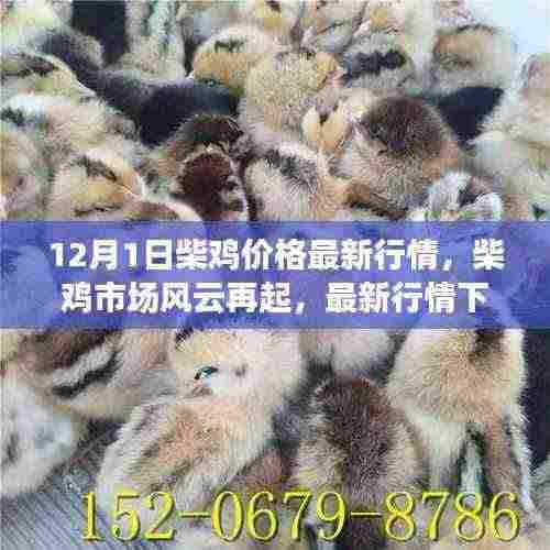 柴鸡市场风云再起,最新行情分析与价格走势预测