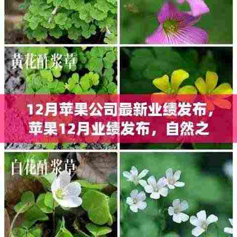 苹果12月业绩发布,探索自然之旅的激情与静谧,探索之旅启程!