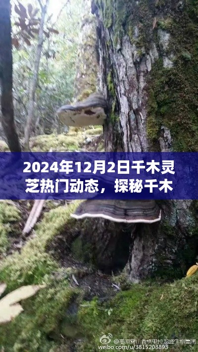 探秘千木灵芝,小巷深处的独特风味(热门动态,2024年12月2日)