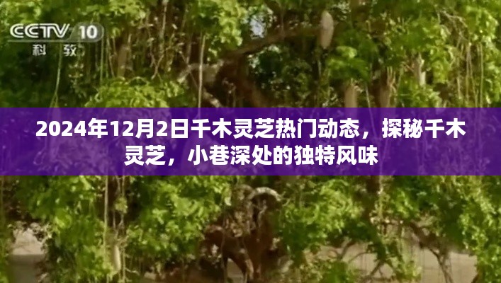 探秘千木灵芝,小巷深处的独特风味(热门动态,2024年12月2日)