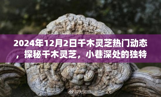 探秘千木灵芝,小巷深处的独特风味(热门动态,2024年12月2日)