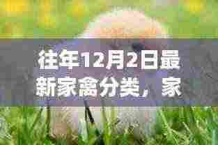 往年12月2日最新家禽分类，家禽分类的新视角，往年12月2日的审视与探讨