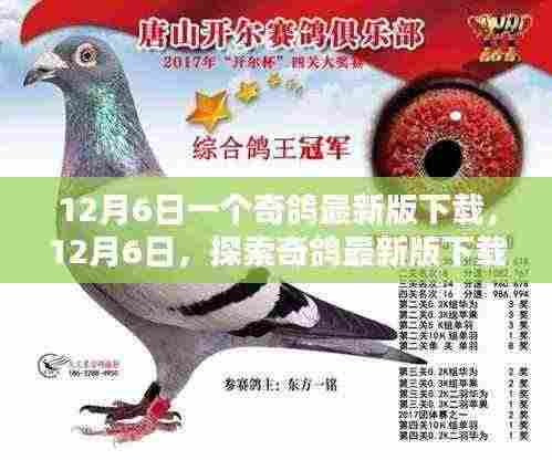 探索奇鸽最新版下载的新体验,12月6日的独特体验