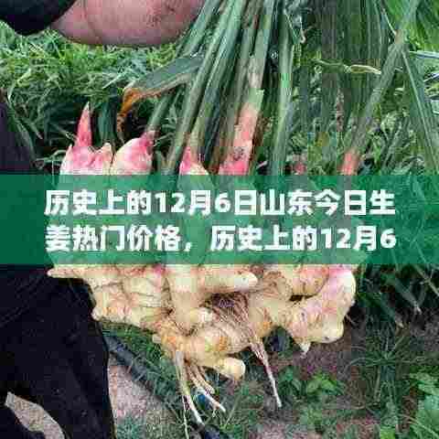 揭秘历史12月6日山东生姜热门价格走势揭秘!