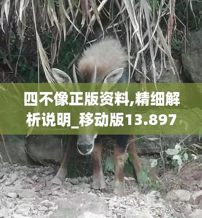 四不像正版资料,精细解析说明_移动版13.897