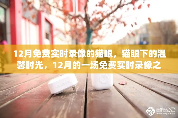 猫眼下的温馨时光,12月免费实时录像之旅