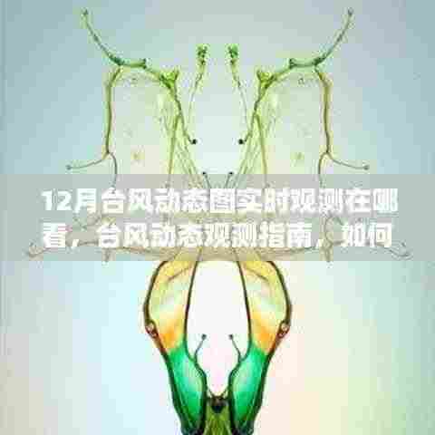 十二月台风实时观测指南,追踪台风动态图的最佳途径