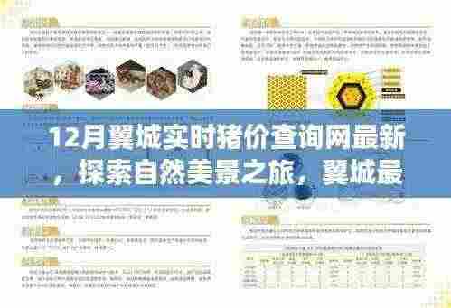 翼城实时猪价查询网,探索猪世界中的惊喜,寻找内心的宁静与平和