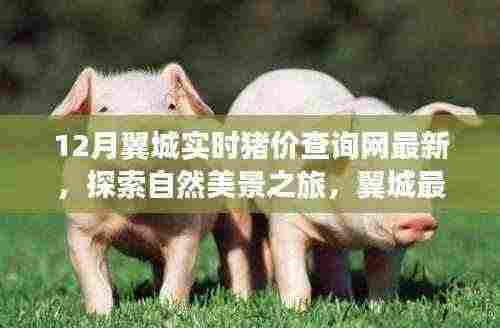 翼城实时猪价查询网,探索猪世界中的惊喜,寻找内心的宁静与平和