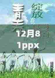 12月暖阳下的趣事与情感纽带,最新分享