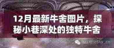 探秘独特牛舍风情,最新牛舍图片展示