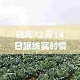 往年12月14日网络实时跟踪洞察，数据背后的故事揭秘