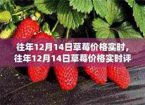 往年12月14日草莓价格实时分析,品质、体验、竞争及用户洞察综述