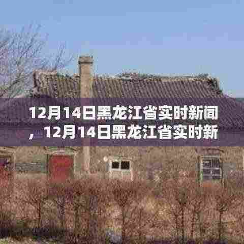 黑龙江省最新实时新闻报道速递（12月14日）