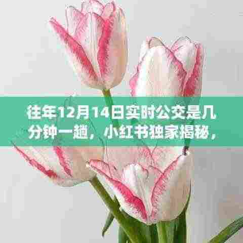 小红书独家揭秘,往年12月14日实时公交运行时间表,车次频率全掌握!