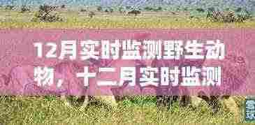 十二月野生动物实时监测,深度探究与保护行动