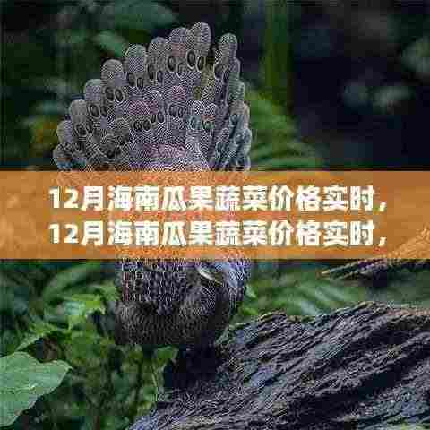 12月海南瓜果蔬菜价格实时更新,季节性波动与市场动态深度解析