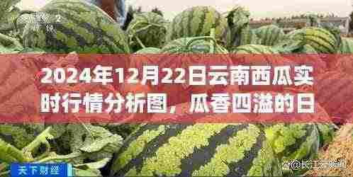 云南西瓜行情分析图，瓜香四溢背后的温情故事与实时行情解读（2024年12月22日）