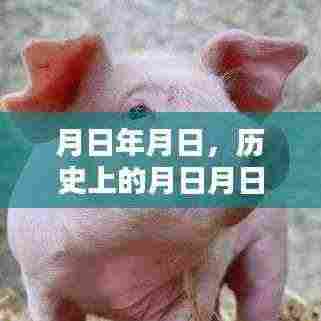 历史上的月日月日与今日猪价行情分析