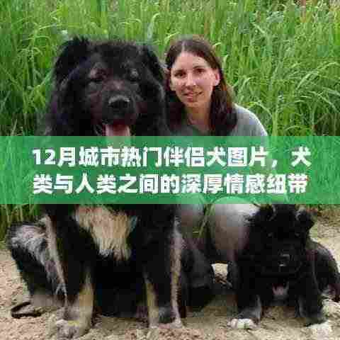 12月城市热门伴侣犬图片,犬与人的情感纽带