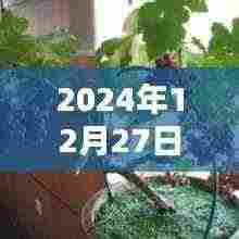 『2024年盆栽流行趋势,精选图文大赏』