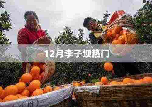 李子坝地区12月热点聚焦