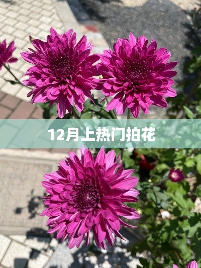 12月热门拍花,绽放的季节,美丽的瞬间