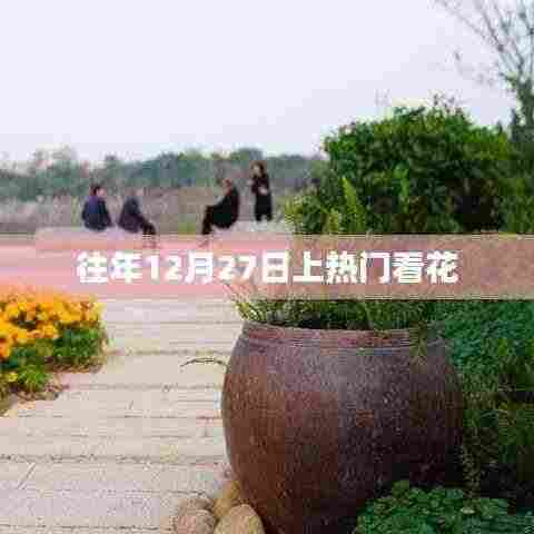 跨年热门花卉盛宴,每年的十二月二十七日观赏盛景
