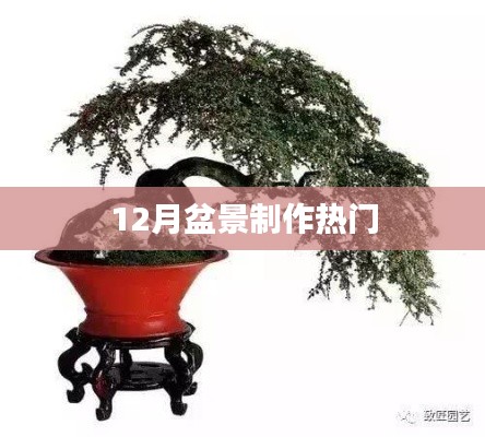 盆景制作流行趋势,十二月制作指南