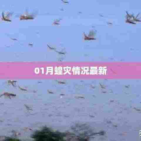 最新蝗灾情况报告，一月动态分析