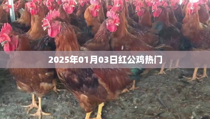 红公鸡现象揭秘,揭秘红公鸡在2025年1月3日的热门原因