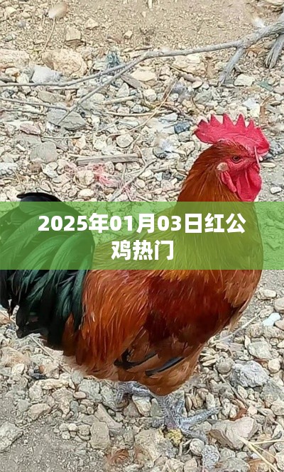 红公鸡现象揭秘,揭秘红公鸡在2025年1月3日的热门原因