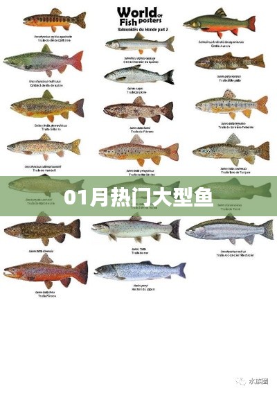 热门大型鱼盘点,一月不容错过!